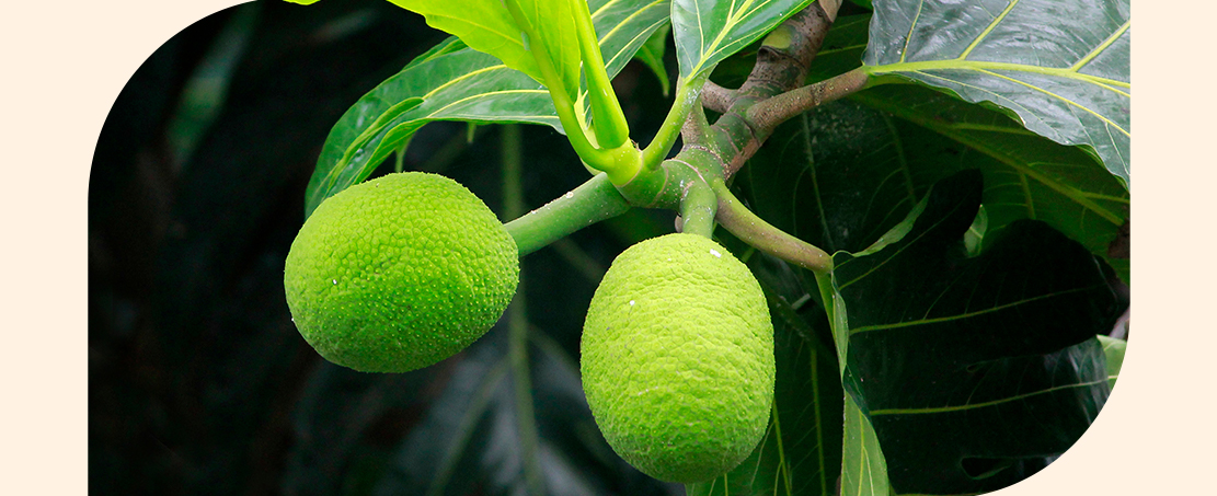 Breadfruit and Diabetes